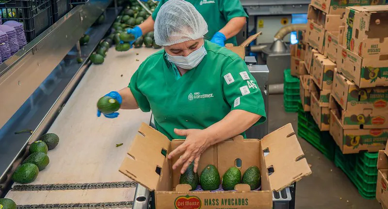 Jalisco rompe récord: exportará más de 4,300 toneladas de aguacate a EE. UU. 