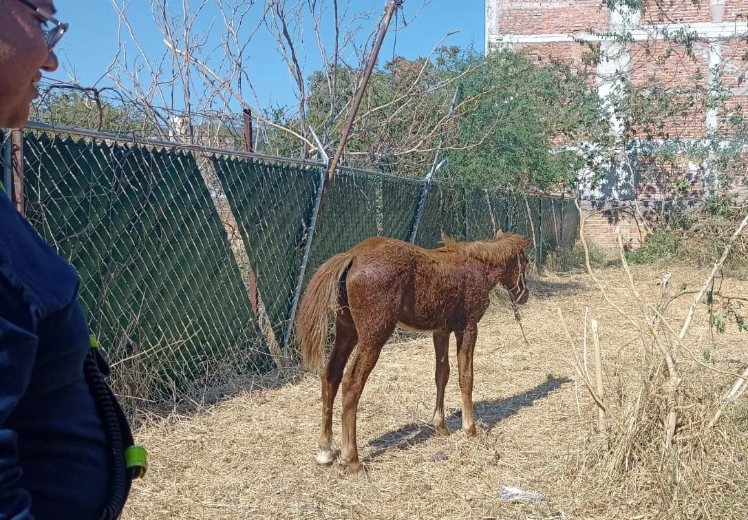 Rescatan caballo en Jocotepec