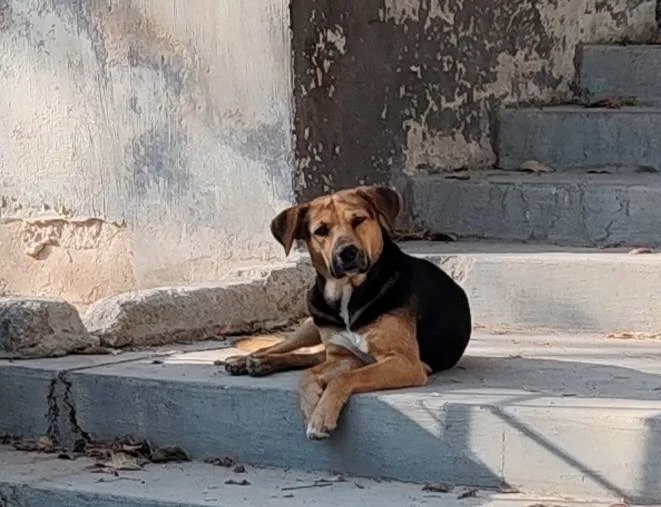 Esterilización gratuita en Chapala a finales de abril