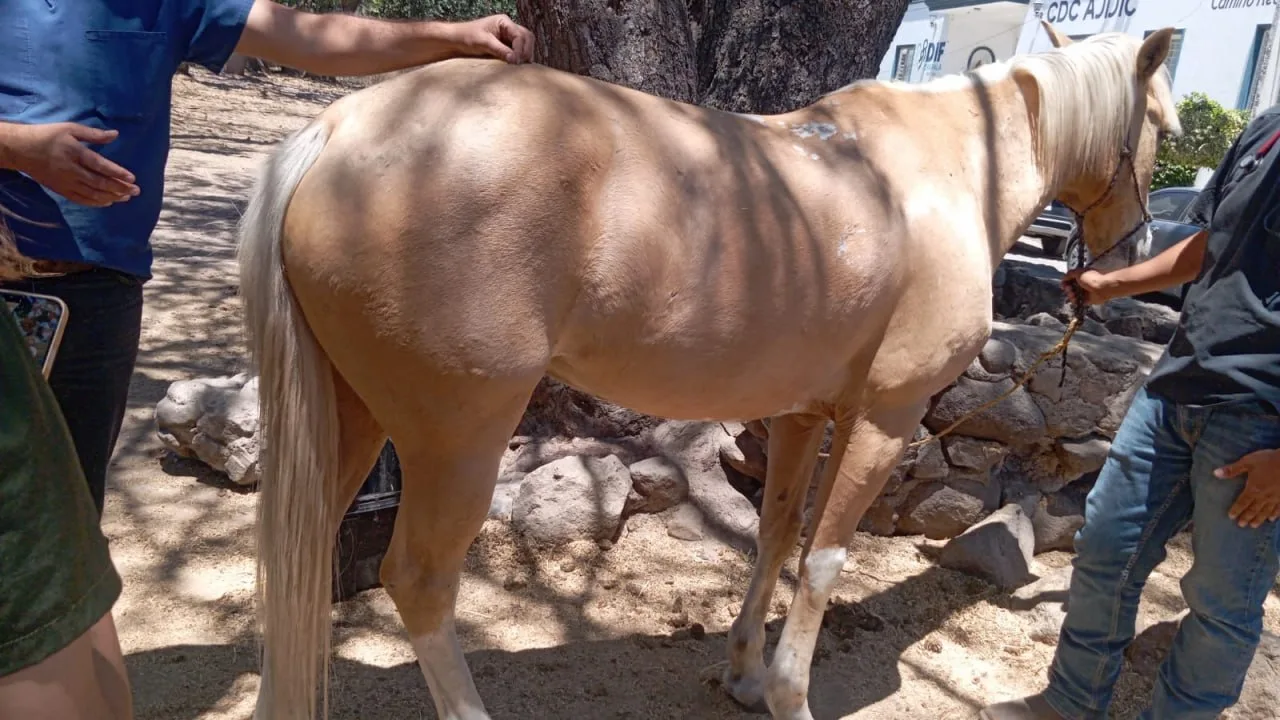 Asegura Fiscalía de Jalisco seis caballos en Ajijic
