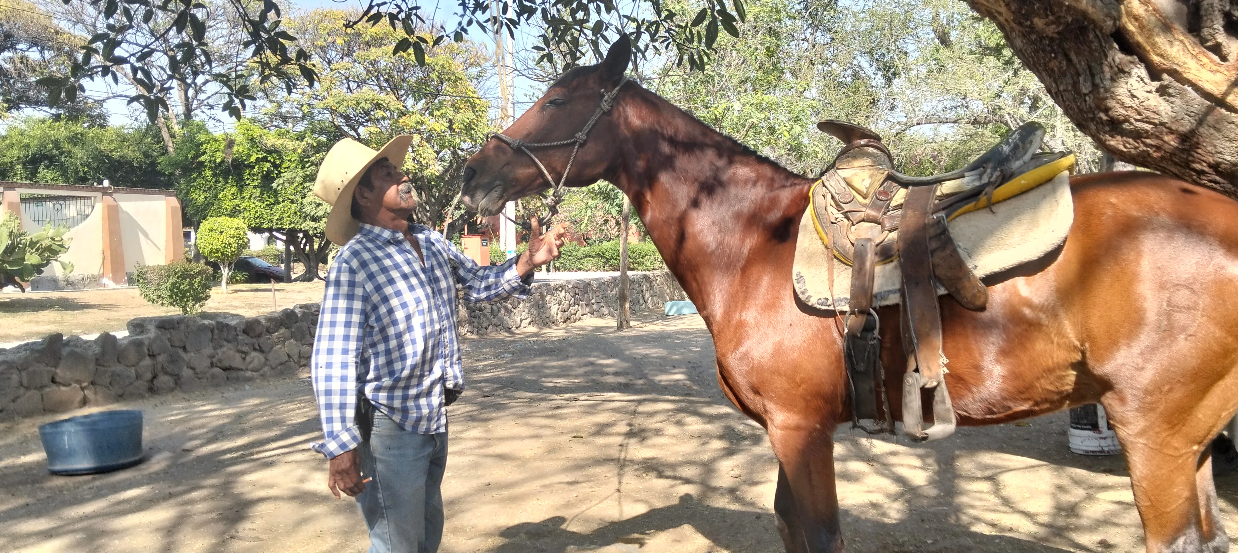 “Pancho el de los caballos” exige que le devuelvan sus animales; asegura que nunca los maltrató