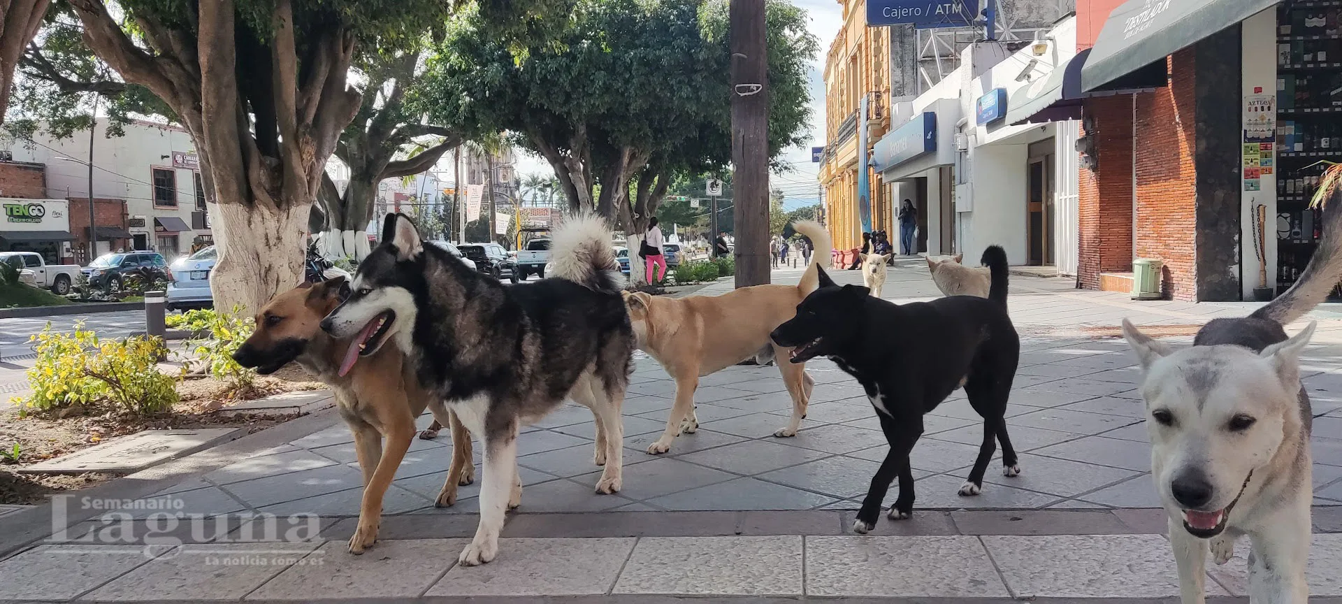 Perros son la segunda especie más afectada por el gusano barrenador 