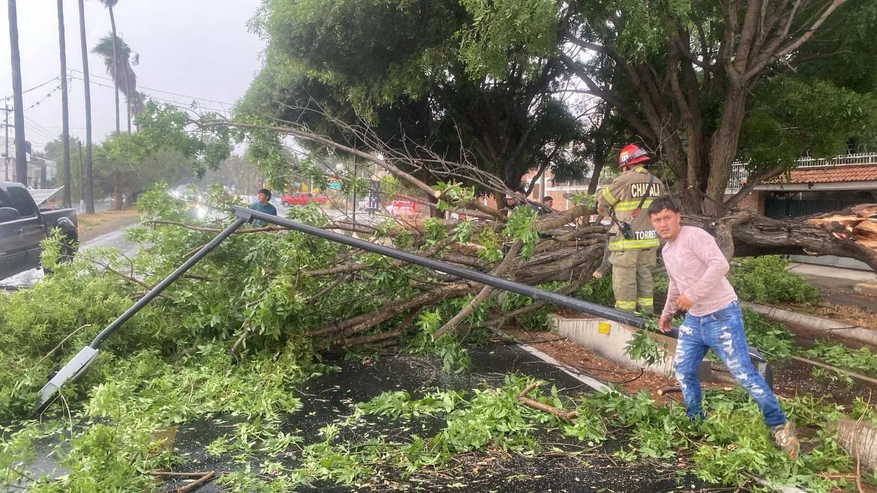 Una fuerte tormenta derriba cinco árboles y deja un herido en Ajijic
