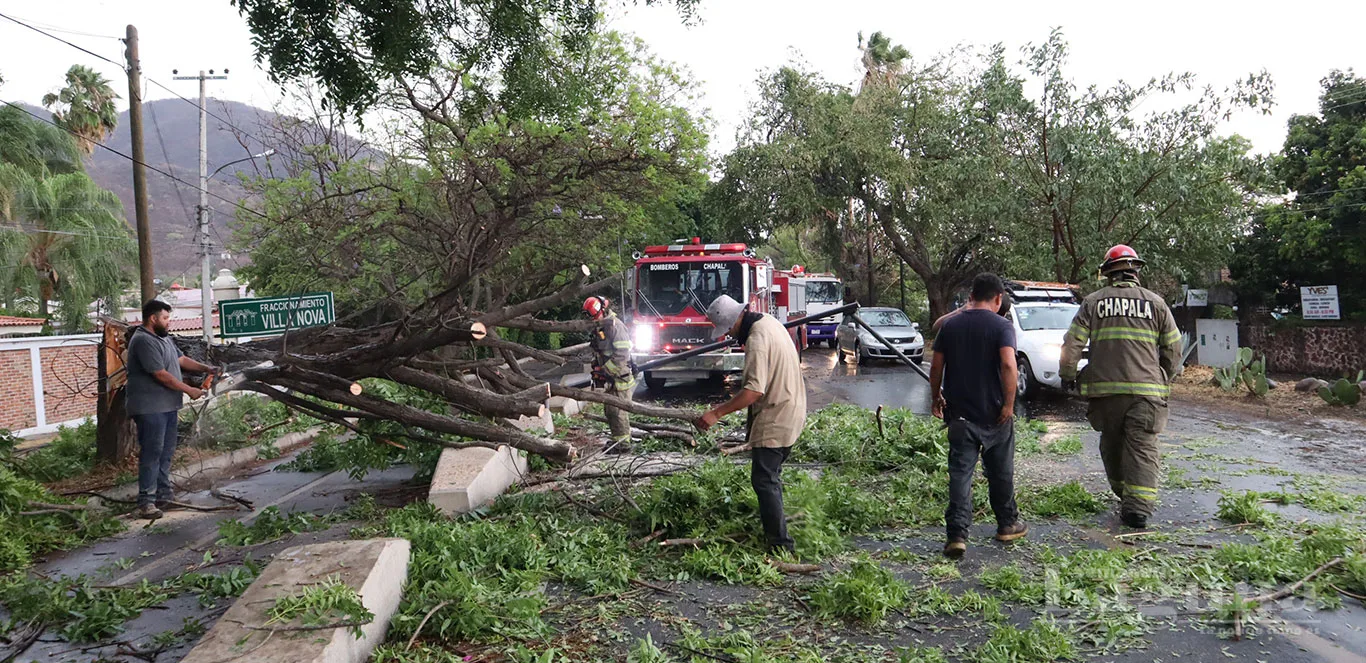 Autoridades y ciudadanos reaccionan con velocidad ante caída de árboles en Ajijic