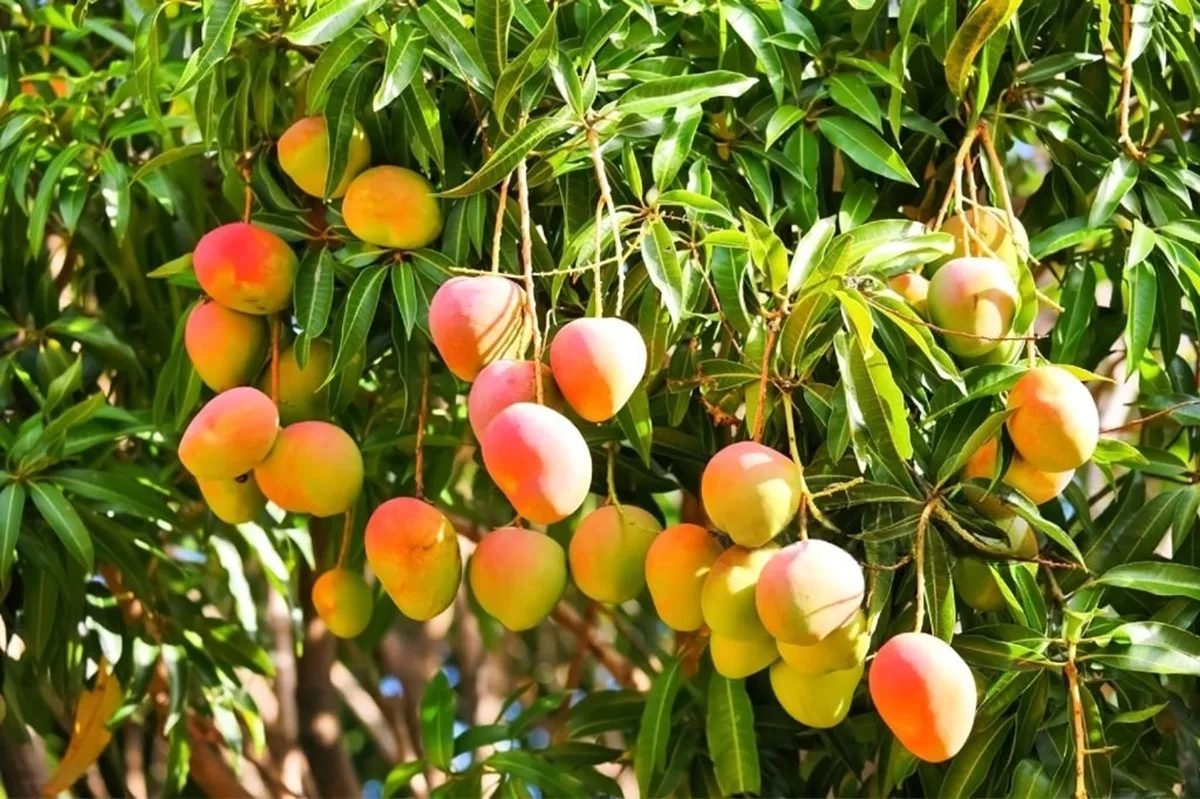 Jalisco lanza la Ruta del Mango y espera a más de 2 millones de visitantes