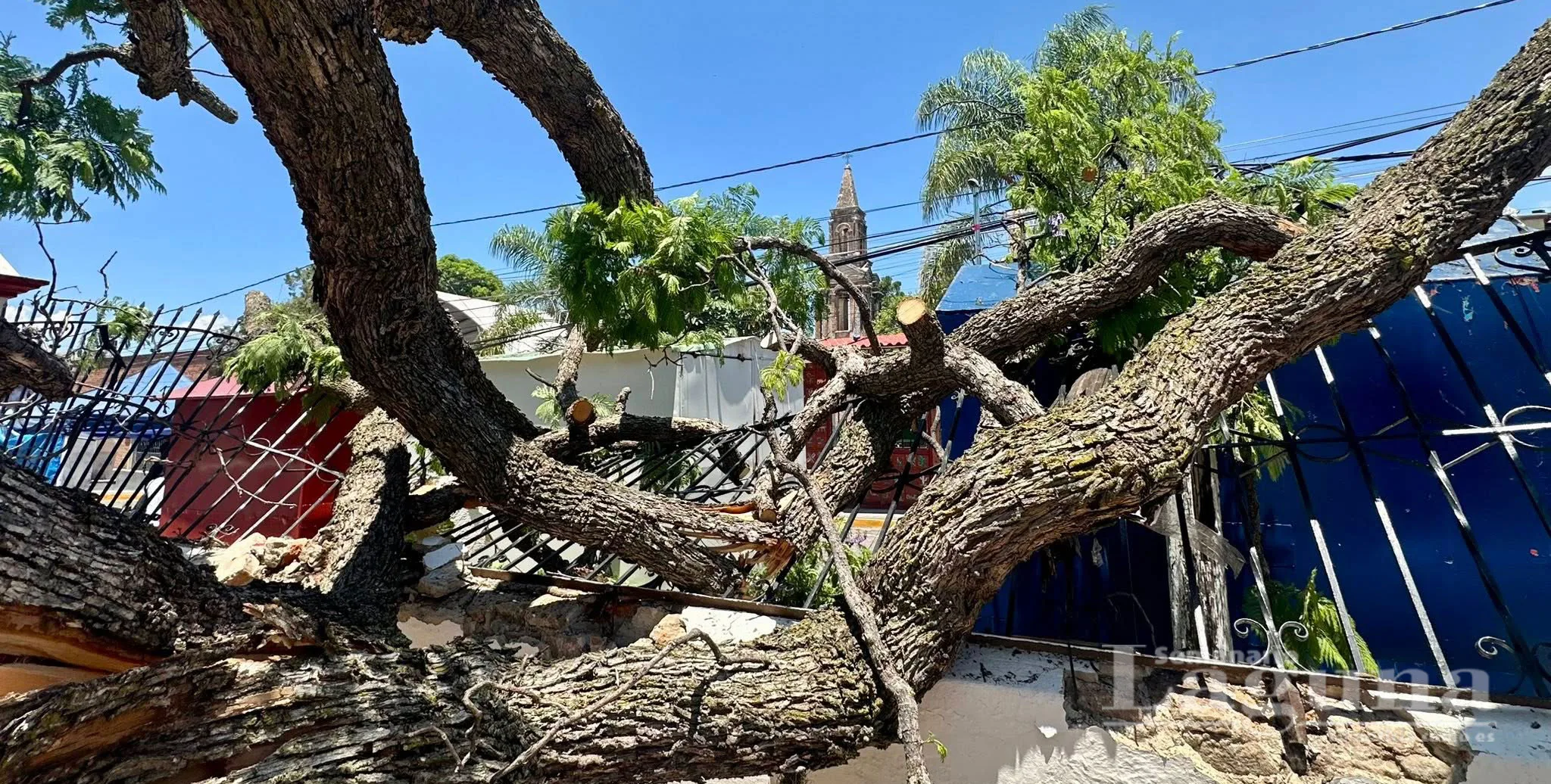 Árbol derribado por tormenta daña barda del atrio de la Parroquia de San Antonio Tlayacapan