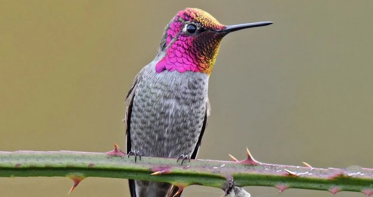 Registran por primera vez en Jalisco al colibrí cabeza roja