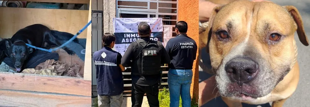 Rescatan a dos perros abandonados durante cateos en Tonalá y Guadalajara