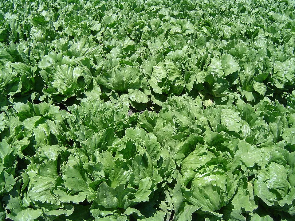 Investigan brote de ciclosporiasis en EE. EE. UU. vinculado a lechuga mexicana de Taylor Farms 