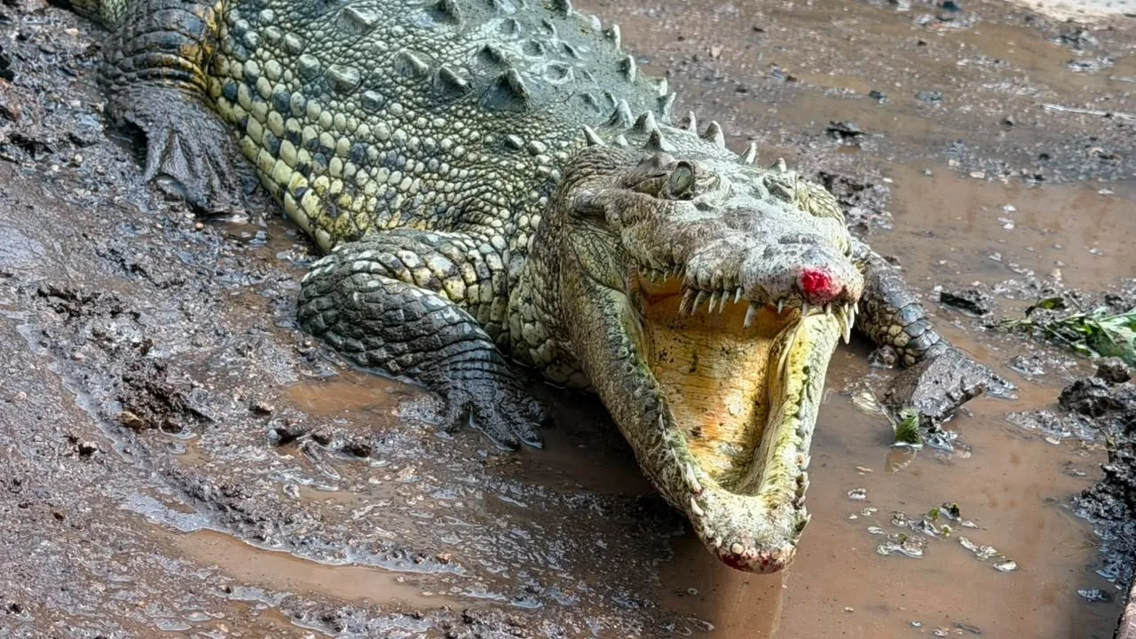 Localizan cocodrilo en Magdalena