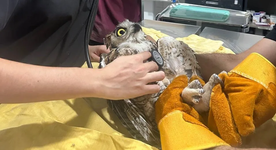 Rescatan más de 236 animales silvestres en Jalisco 