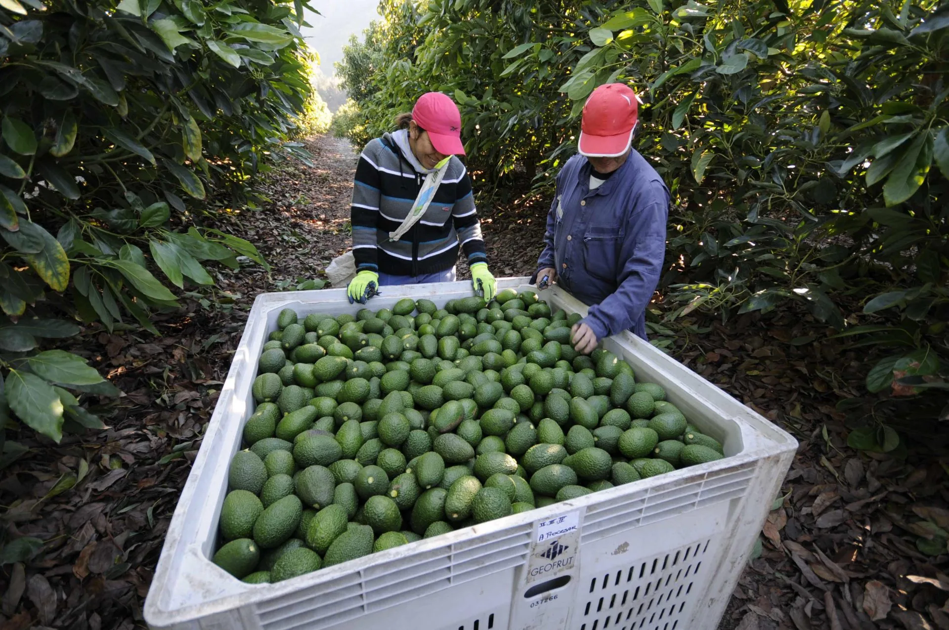 Piden reactivar exportaciones de aguacate a EUA 