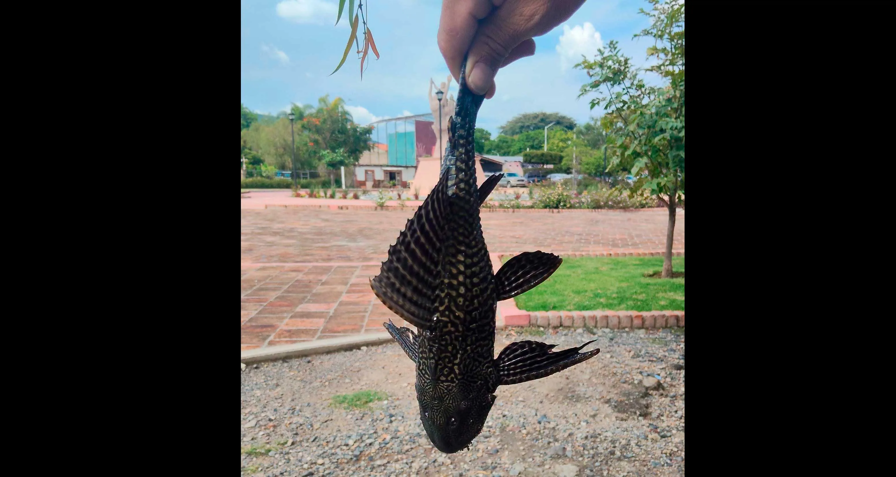 Reportan posible presencia de “pez diablo” en Jamay 