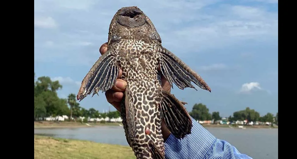 Advierten sobre riesgo del pez diablo para el equilibrio ecológico del lago de Chapala