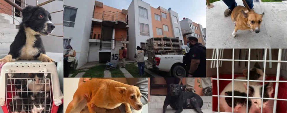Localizan 20 perros y gatos en condiciones de hacinamiento en Tlajomulco 