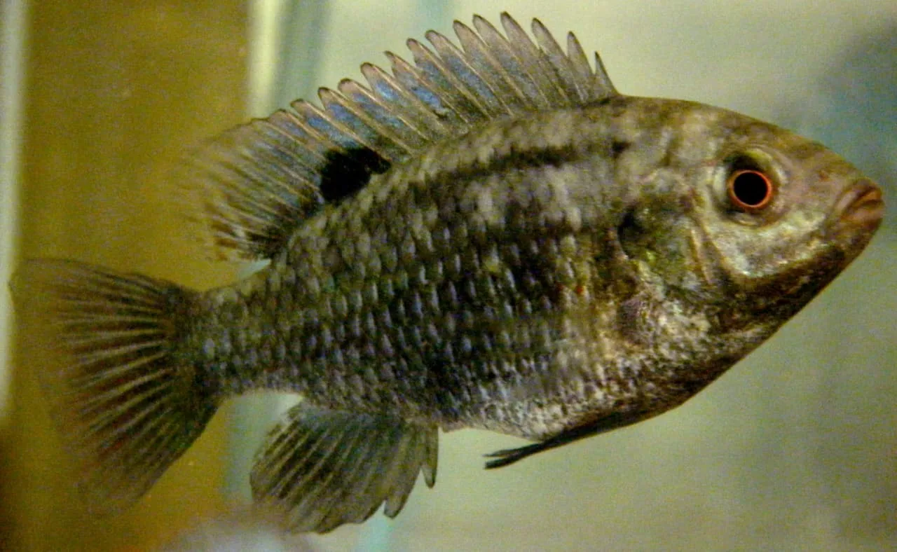 Especies invasoras, una amenaza que crece en Chapala