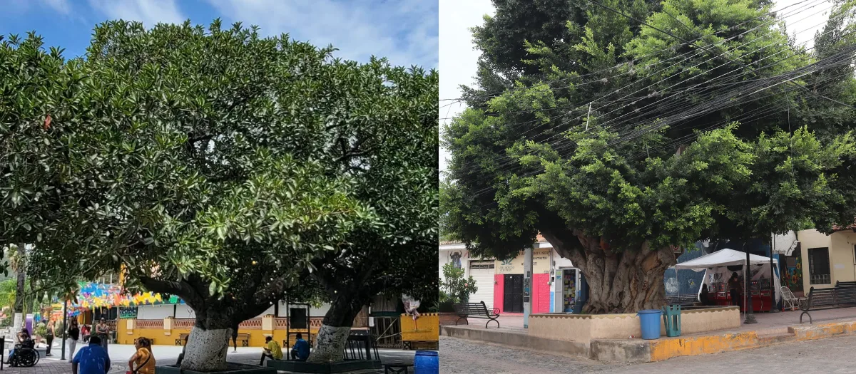 Responden al tratamiento el Salate de Felisa y el ficus de Las Seis Esquinas