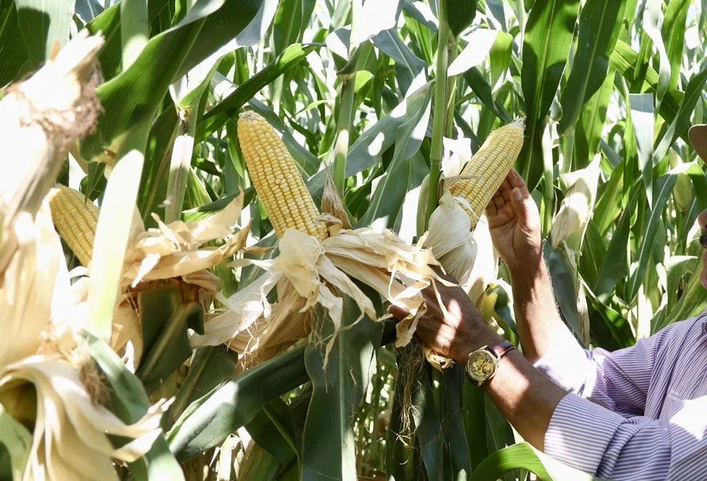 Productores de maíz blanco tendrán hasta el 30 de septiembre para registrarse al apoyo extraordinario