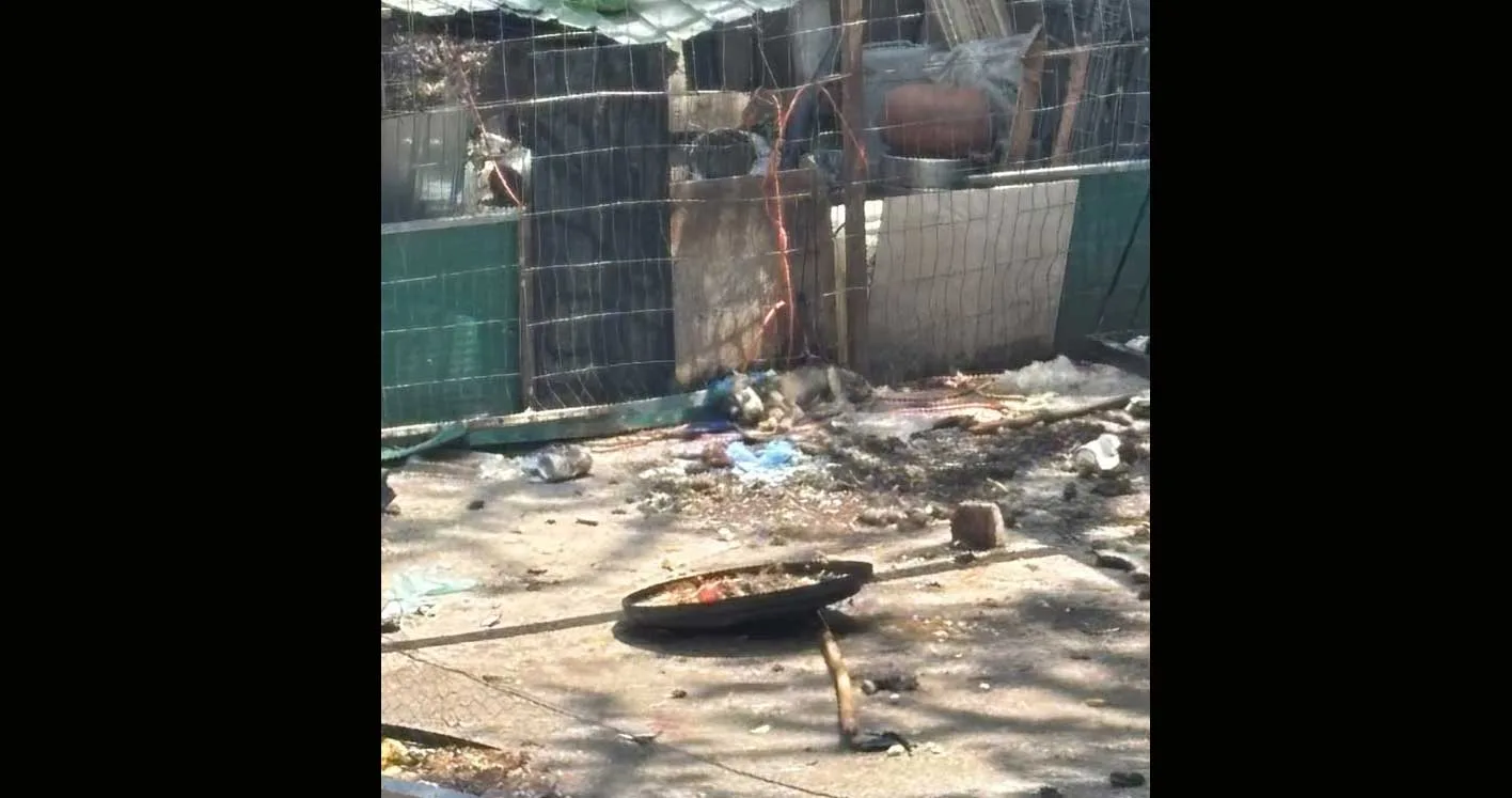 Señalan posible maltrato y abandono de animales en domicilio de Ajijic