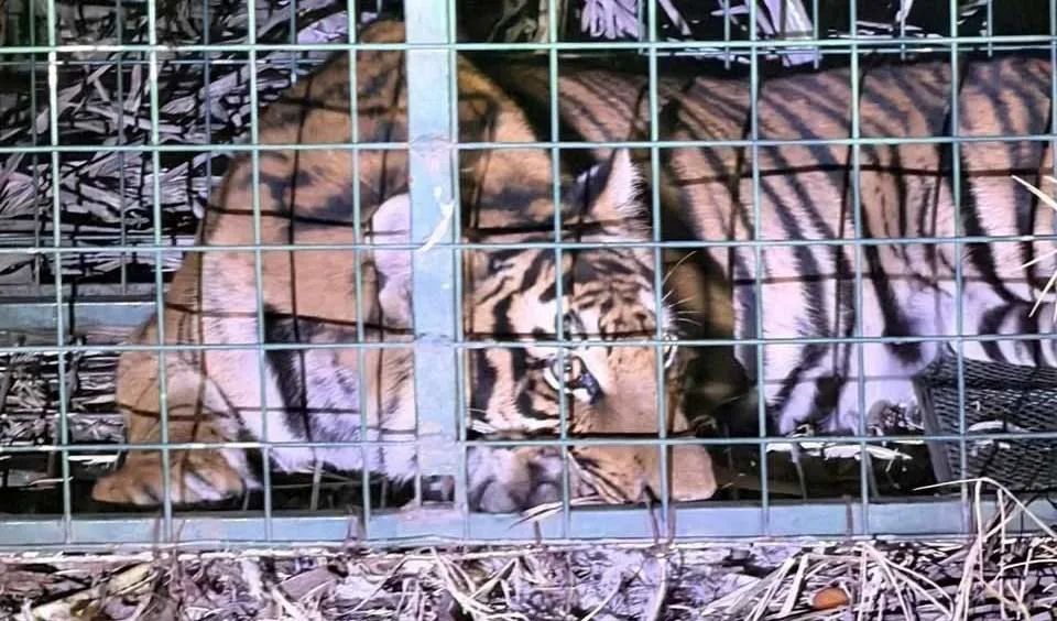 Capturan a tigre de Bengala en La Barca