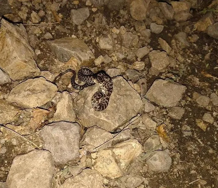 Llaman a la prevención ante víboras de cascabel en cerros de Ajijic